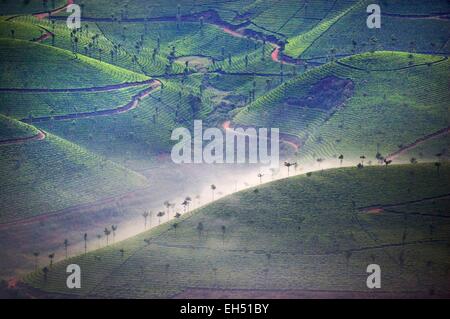 India, Kerala, Munnar, rolling hills covered with tea plantations enveloped in mist Stock Photo