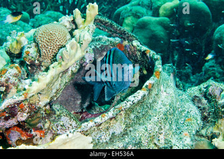 Sergeant Major - Abudefduf saxatilis Stock Photo