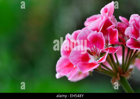 Red geranium flower Stock Photo