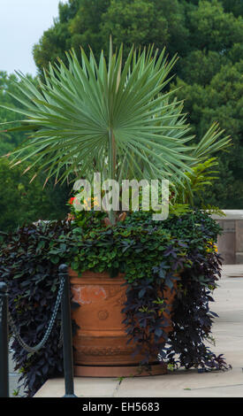 Container with Bismarck Palm and  Ipomoea vine Stock Photo