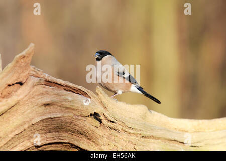 Bullfinch Pyrrhula pyrrhula A female hen  bullfinch a bird of   Woodlands  orchard   hedgerows located by its mournful call. Stock Photo