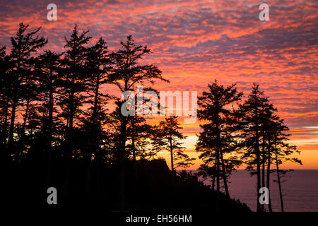 Silhouetted fir trees at sunset, Ecola State Park near Cannon Beach, Oregon, USA Stock Photo