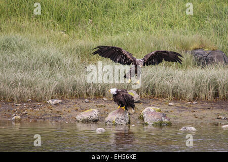 A young eagle swoops in towards an adult Bald eagle on the rocky Alaskan shoreline. Stock Photo