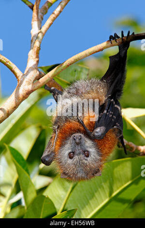 Grey Headed Flying Fox, Pteropus poliocephalus. Endemic to eastern Australia and are listed as vulnerable on the IUCN Red List of Threatened Species. Stock Photo