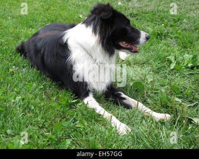 Border Collie Stock Photo