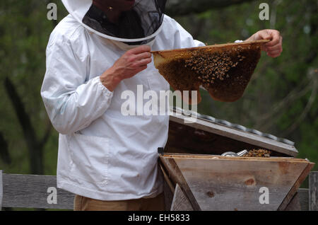 Honey Comb Stock Photo