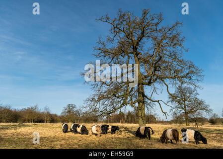 A herd of Belted Galloway cows grazing under a tree in Crickley Hill Country Park, Cheltenham, Gloucestershire, England Stock Photo