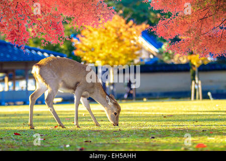 Nara deer roam free in Nara Park, Japan for adv or others purpose use Stock Photo