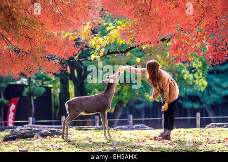 Nara deer roam free in Nara Park, Japan for adv or others purpose use Stock Photo