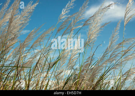 Close up view of dense grass shining on the blue sky. Stock Photo