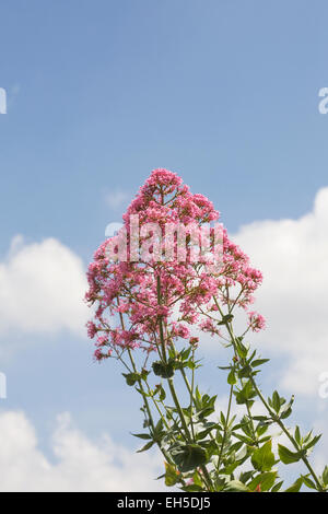 Centranthus ruber flowers against a blue sky. Stock Photo