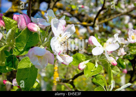 Bee on blossom tree in spring, green nature Stock Photo