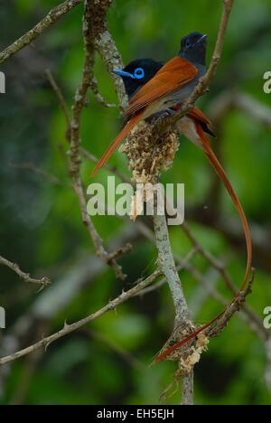 Male and female Paradise Flycatcher (Terpsiphone paradisi) with its nest on Pongola Game Reserve, Kwa-Zulu Natal, South Africa Stock Photo