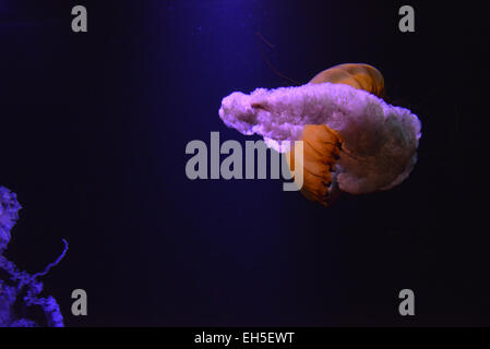 Orange jellyfish in the water and light up