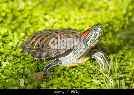 Red eared slider - Trachemys scripta elegans, Turtle head portrait in nature enviroment Stock Photo