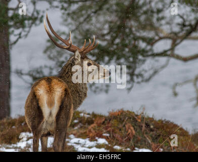 Wild Red deer Stag in falling snow in a forest, Glen cannich, Scotland Stock Photo