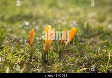 yellow crocus flowers in spring sunshine Stock Photo