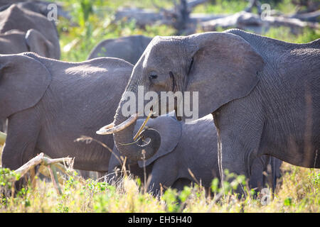 Group of large elephants eating in Serengeti Stock Photo