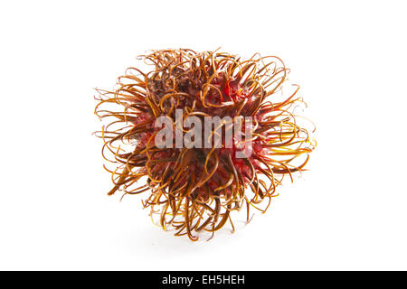 Side view of an tropical rambutan fruit on white background. Stock Photo