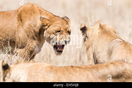 Angry wild lion in Africa Stock Photo