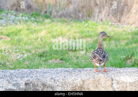 Female Mallard Duck Standing on Stone Wall Stock Photo
