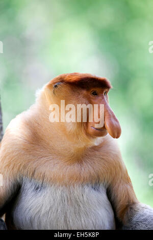 Alpha male proboscis monkey sitting in tree Stock Photo