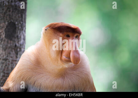 Alpha male proboscis monkey sitting in tree Stock Photo