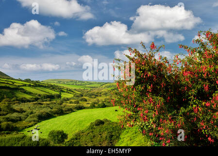 Pastoral scene with cows and pasture. Dingle Peninsula. Ireland Stock Photo