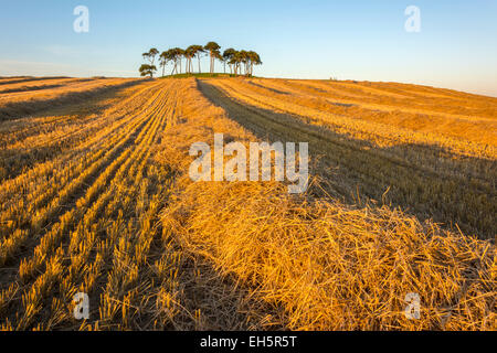 Copse of Trees at Poolton, Ardersier, Inverness, Scotland, United Kingdom Stock Photo