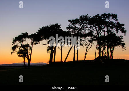 Copse of Trees at Poolton, Ardersier, Inverness, Scotland, United Kingdom Stock Photo