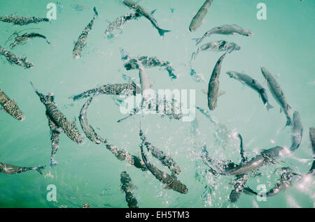 Common Grey Mullet or Flathead Mullet, Mugil ceph in the island of Mallorca, Spain Stock Photo