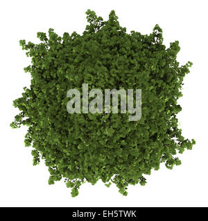 top view of grey alder tree isolated on white background Stock Photo