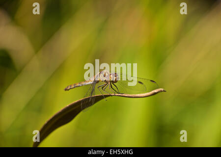 French dragon fly Stock Photo