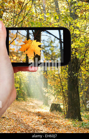 travel concept - tourist taking photo of maple leaf in autumn forest on mobile gadget Stock Photo