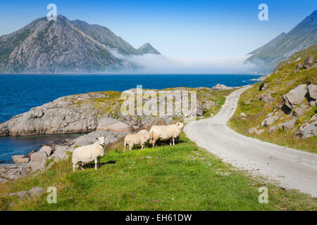 Sheep walking along road. Norway landscape Stock Photo