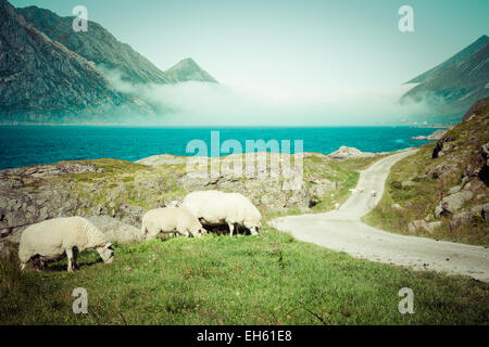 Sheep walking along road. Norway landscape Stock Photo