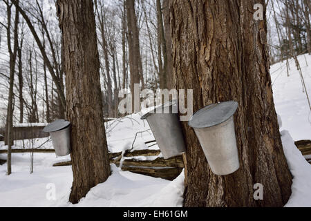 Buckets tapping old sugar Maple trees in Ontario forest to collect sap for syrup  with snow Canada Stock Photo