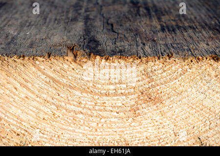 growth rings, natural background