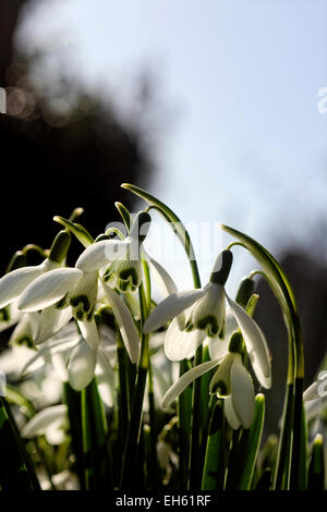 Spring arrives with Snowdrops dancing in soft breeze Stock Photo