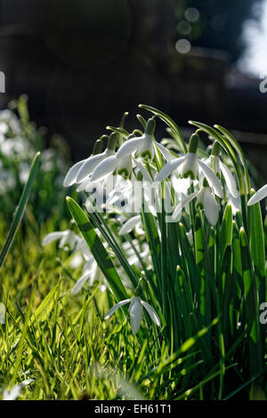 Spring arrives with Snowdrops dancing in soft breeze Stock Photo
