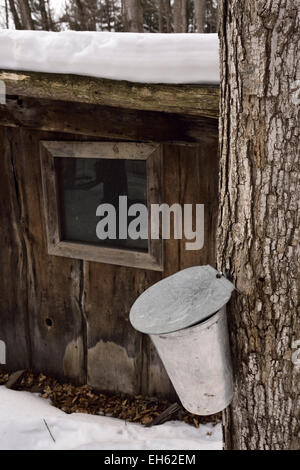Bucket on sugar Maple tree in Ontario sugar bush forest collecting sap for syrup next to sugar shack in a snow covered  forest Canada Stock Photo