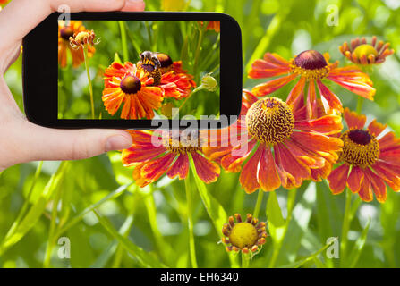 travel concept - tourist taking photo of honey bee collecting nectar from gaillardia flower close up in summer on mobile gadget Stock Photo