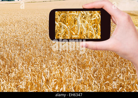 travel concept - tourist taking photo of ears of ripe wheat field on mobile gadget on Kuban Stock Photo