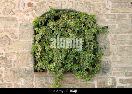 Green ivy growing on an ancient wall Stock Photo