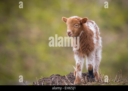 Newborn brown white lamb in Springtime standing in a meadow. Stock Photo