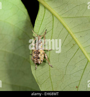 Weevil (Curculionidae), Queensland, Australia Stock Photo