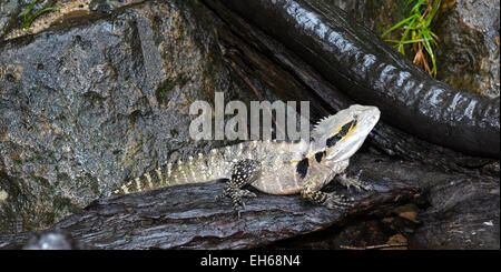 Eastern Water Dragon (Intellagama leseuerii) (Was Physignathus leseuerii) Australia Stock Photo