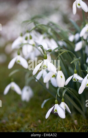 Galanthus Magnet. Snowdrops growing on the edge of a woodland garden. Stock Photo