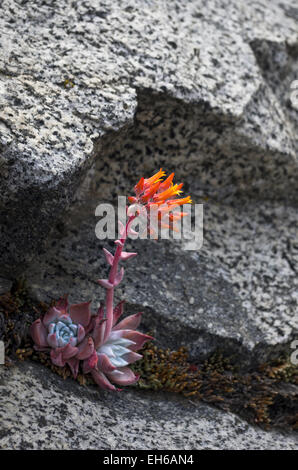 Canyon Live-forever (Dudleya cymosa), a succulent plant, Sequoia National Park, California. Stock Photo