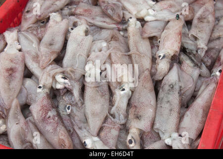 A lot of fresh squid, at a market in Phu quoc, Vietnam Stock Photo